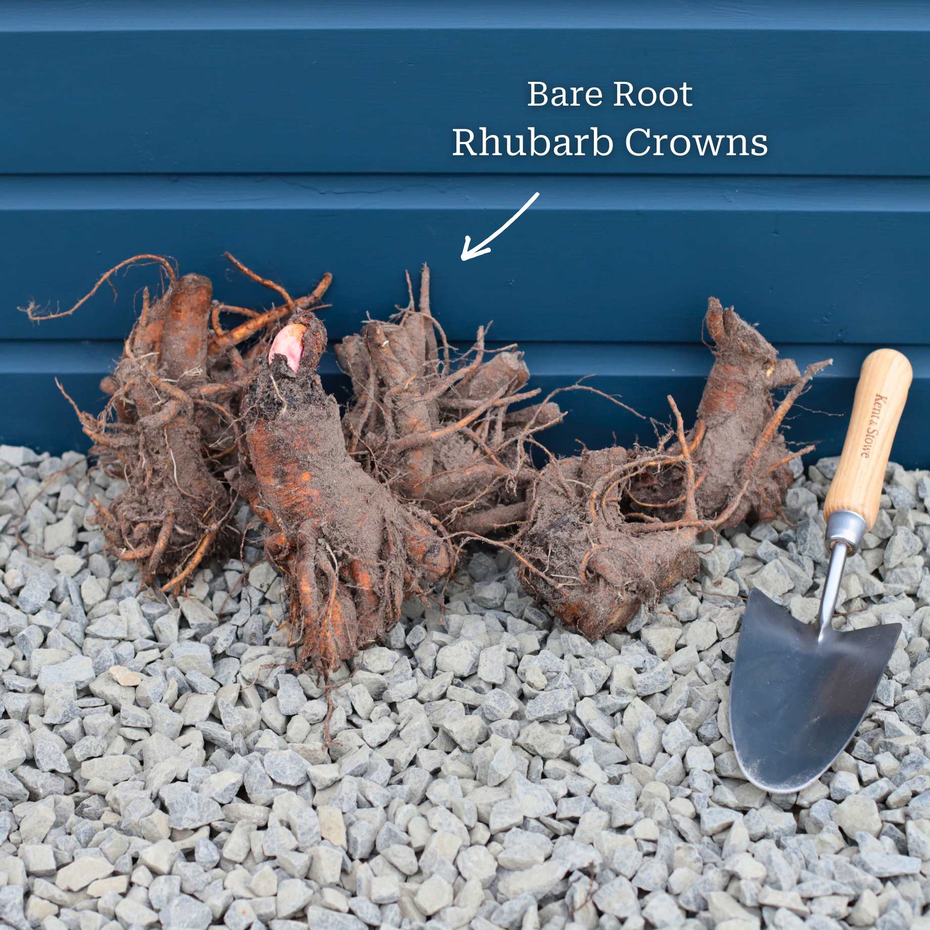 Full Season Rhubarb Collection - Image 10