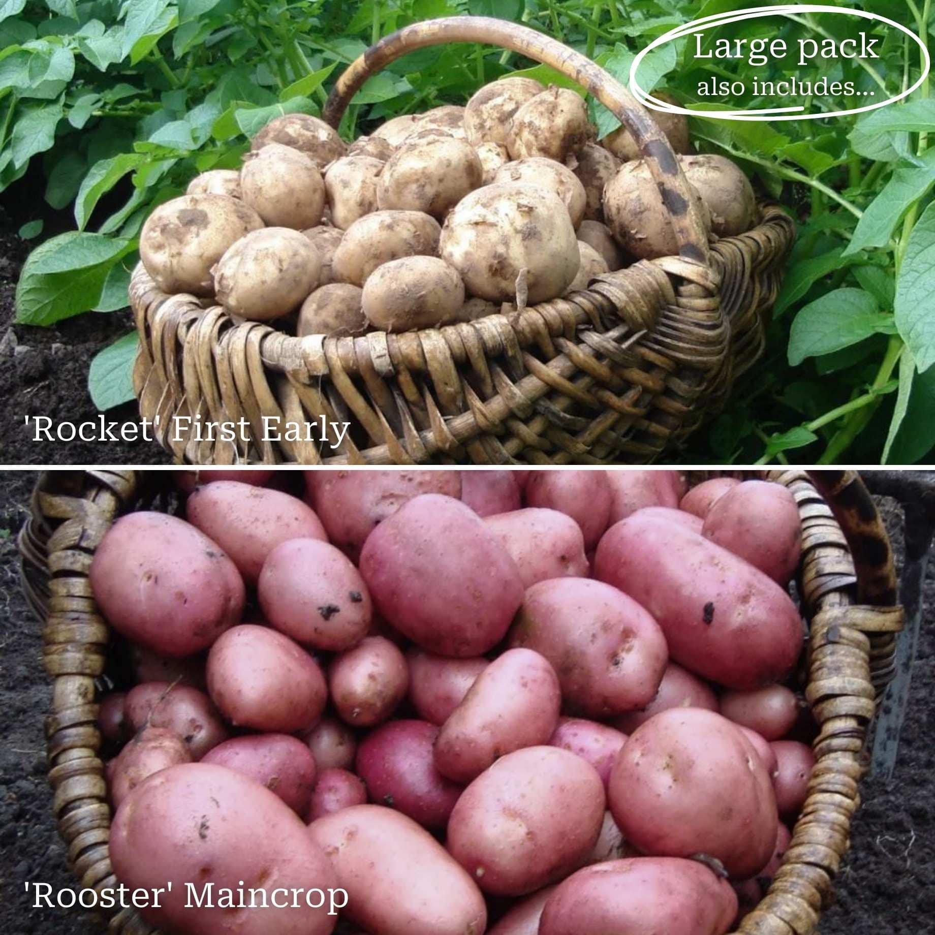 Full Season Seed Potato Pack | Growers' Choice - Image 3