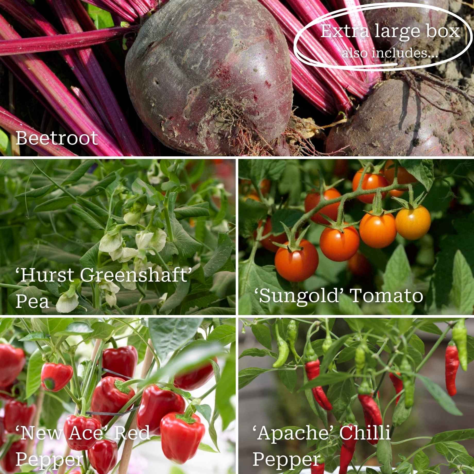 Full Season Vegetables Collection - Image 4