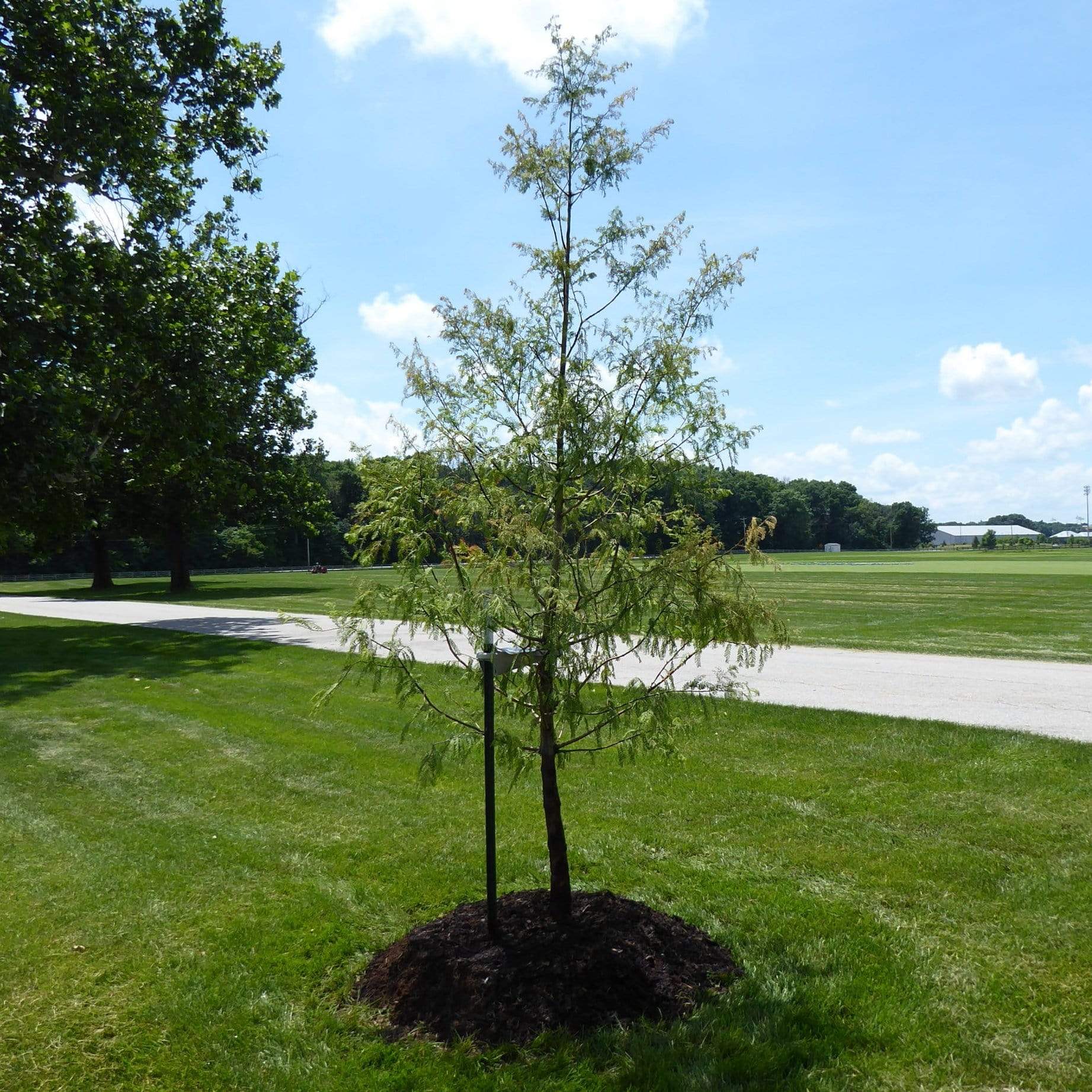 Full Tree Planting Kit | Extra Strong Stake, Supersoft Tie & Rootgrow™ - Image 7