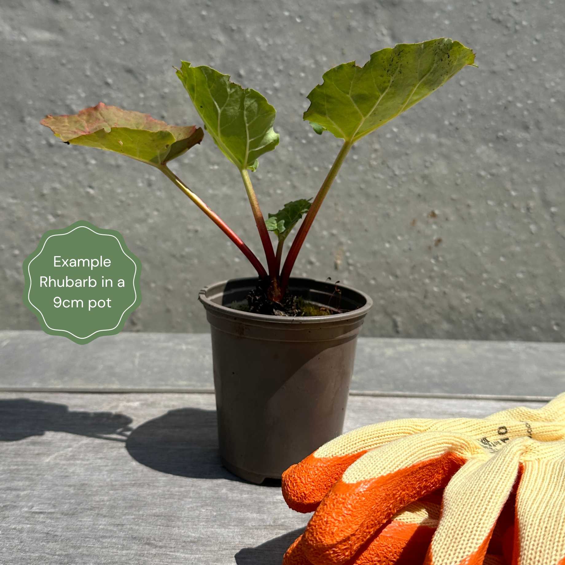 'Fulton's Strawberry Surprise' Rhubarb Plant - Image 3
