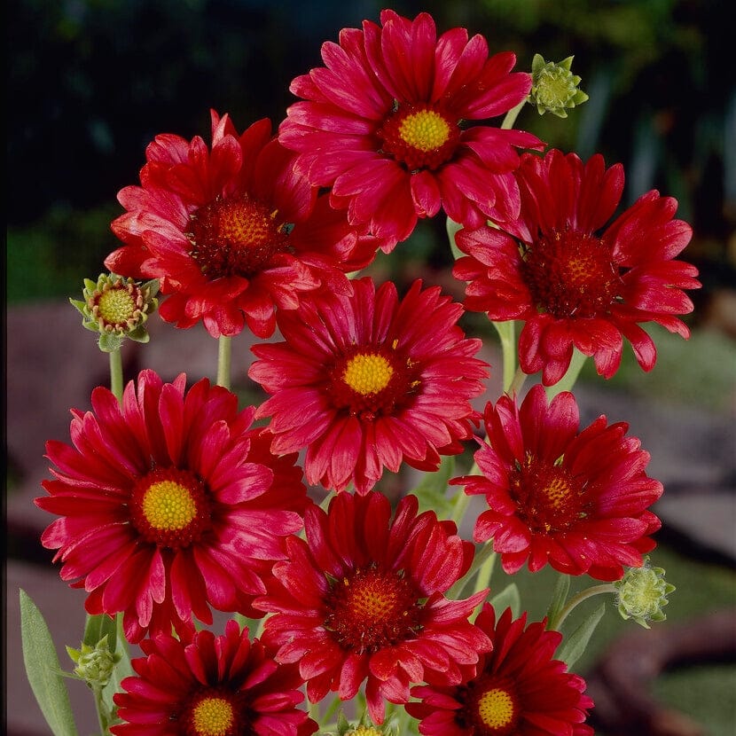 Gaillardia 'Mesa Red' - Image 2