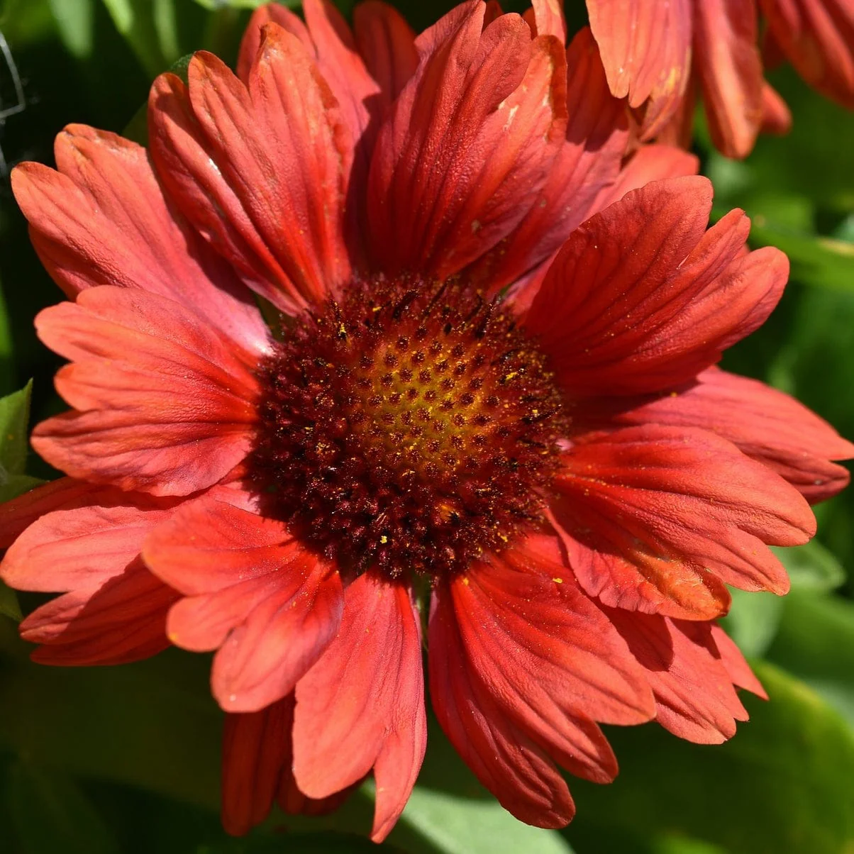 Gaillardia 'Mesa Red' - Image 5