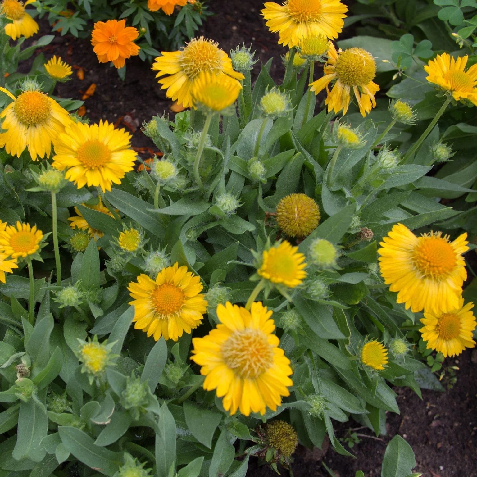 Gaillardia 'Mesa Yellow' - Image 2