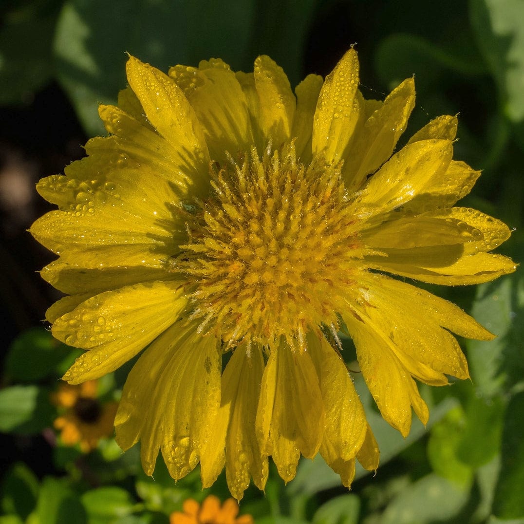 Gaillardia 'Mesa Yellow' - Image 3