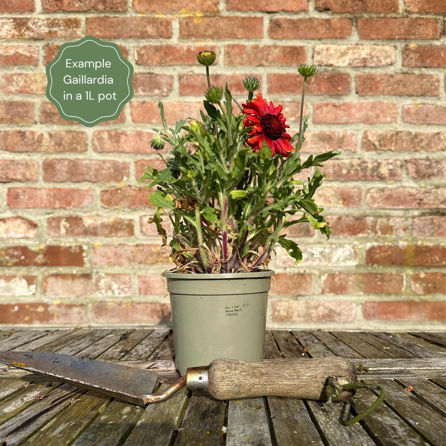 Gaillardia 'Mesa Yellow' - Image 6