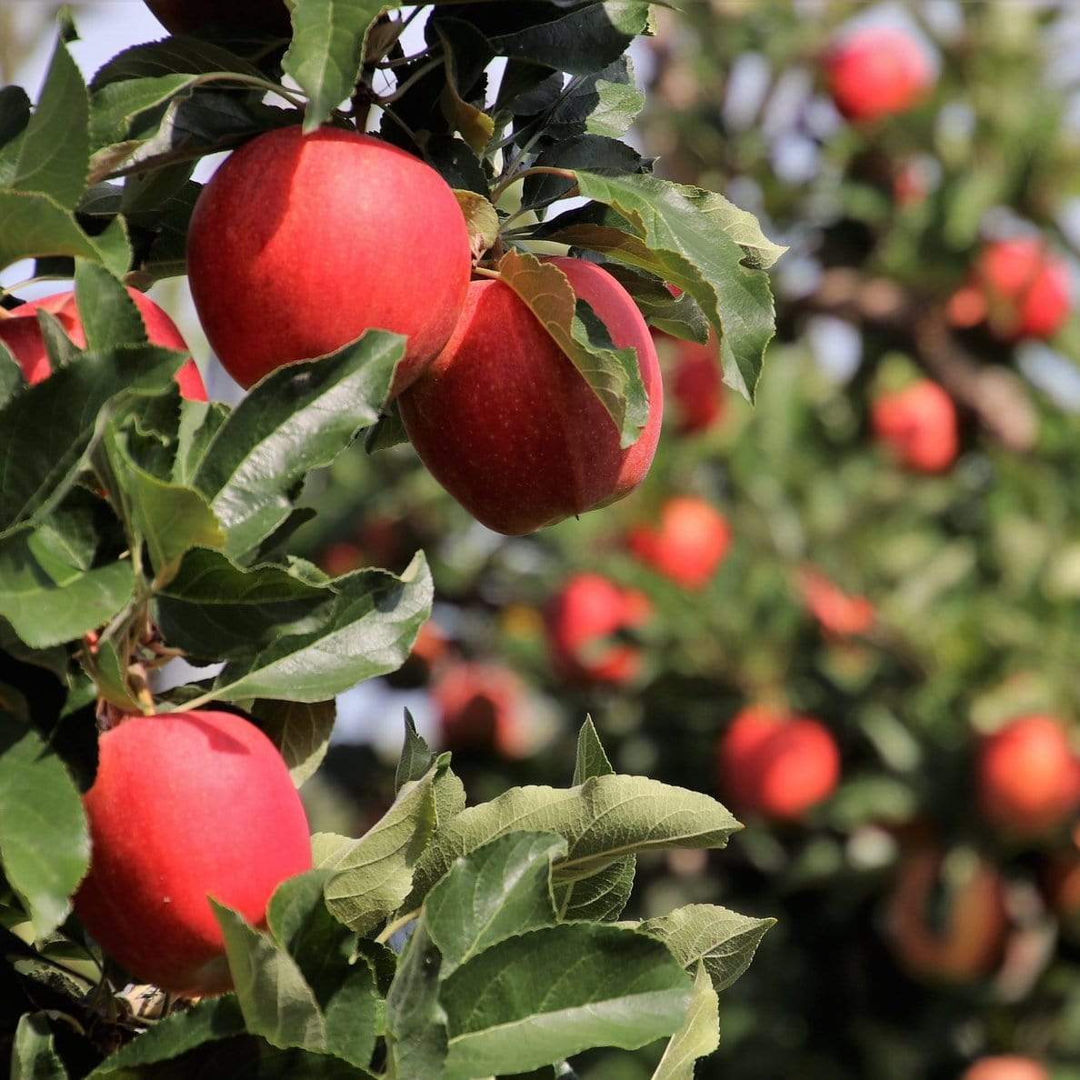 'Gala' Apple Tree - Image 2