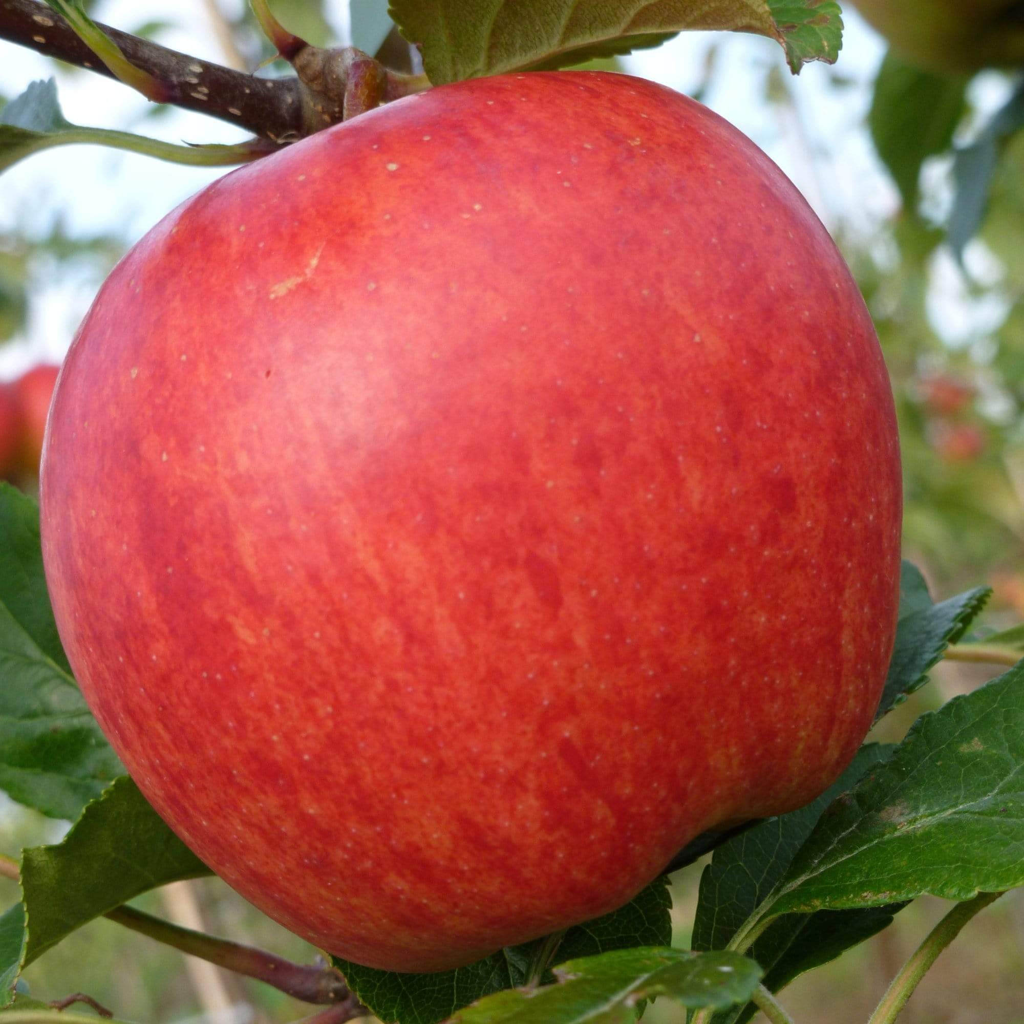 'Gala' Apple Tree - Image 4