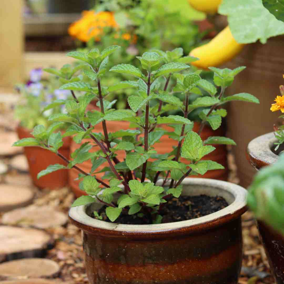 Garden Mint Plants - Image 2