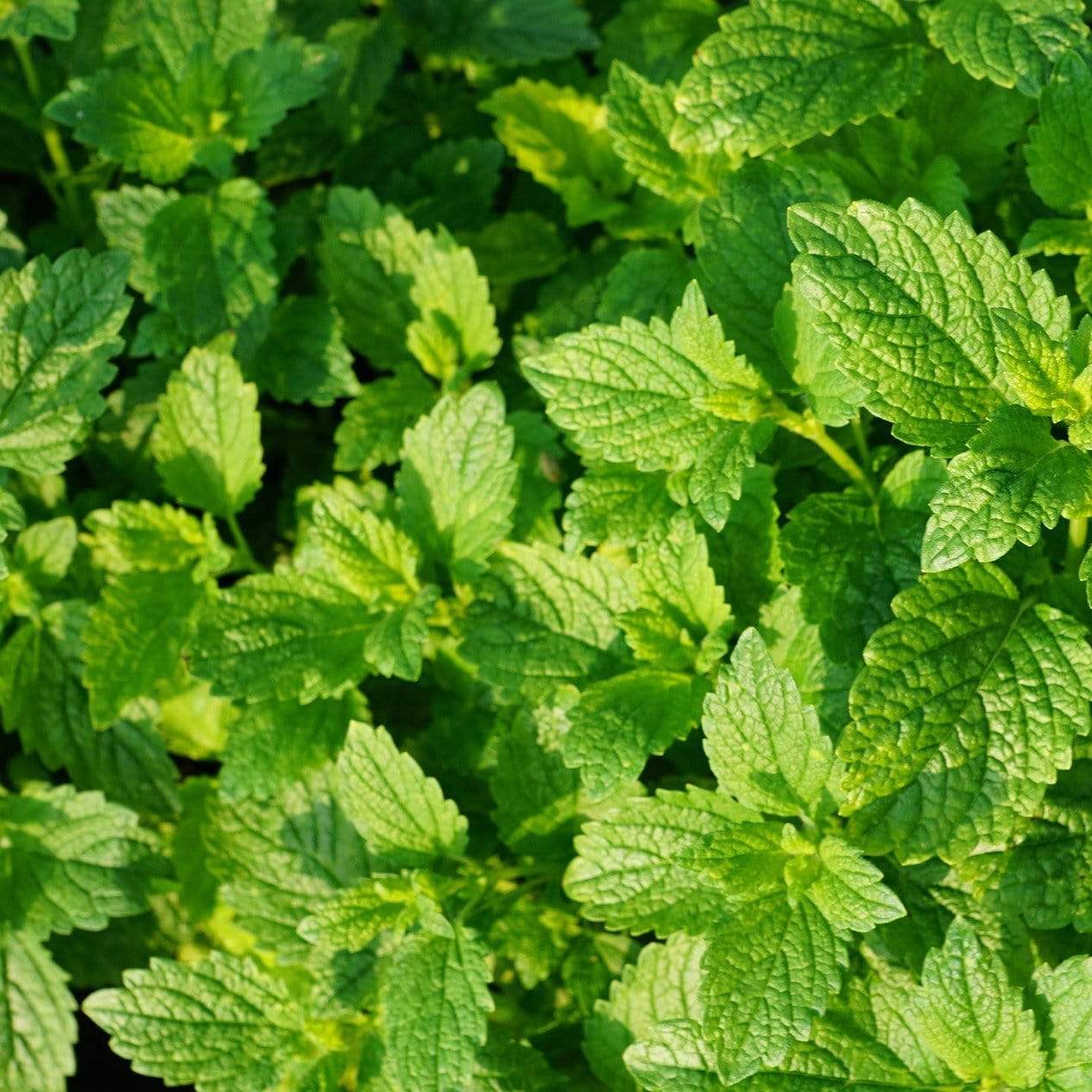 Garden Mint Plants - Image 3