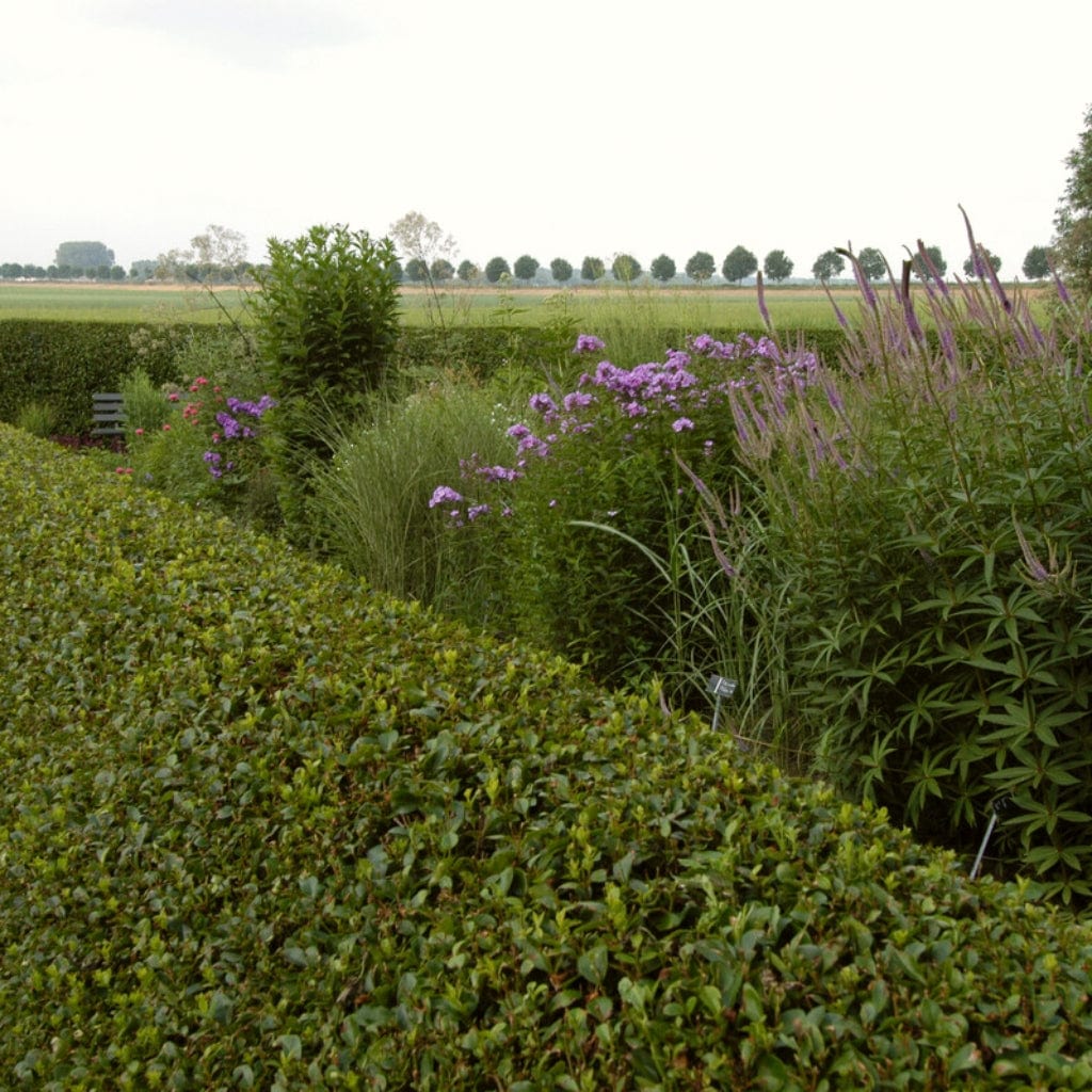 Common Privet Hedging | Ligustrum ovalifolium - Image 3