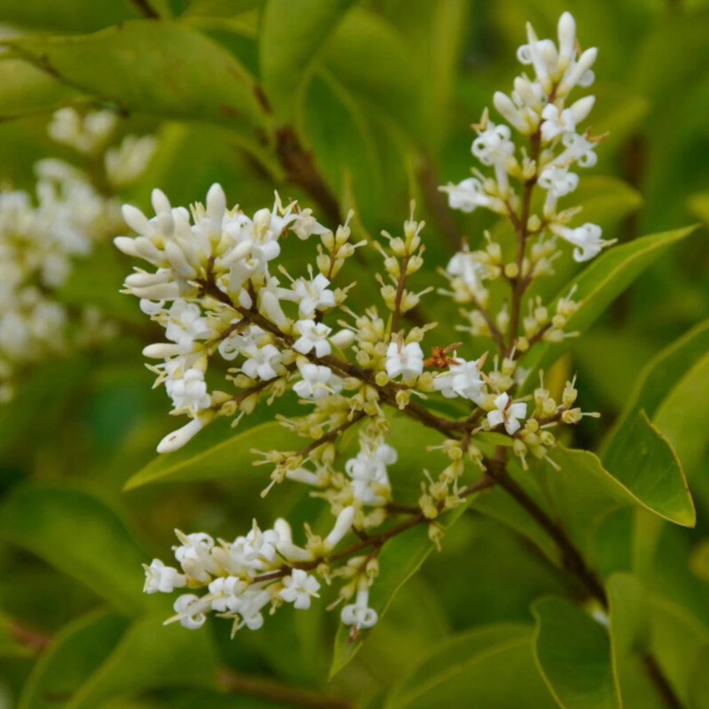 Common Privet Hedging | Ligustrum ovalifolium - Image 4