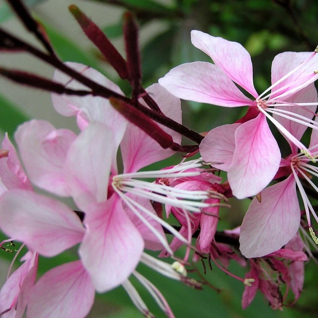 Gaura 'Gambit Variegata Rose'