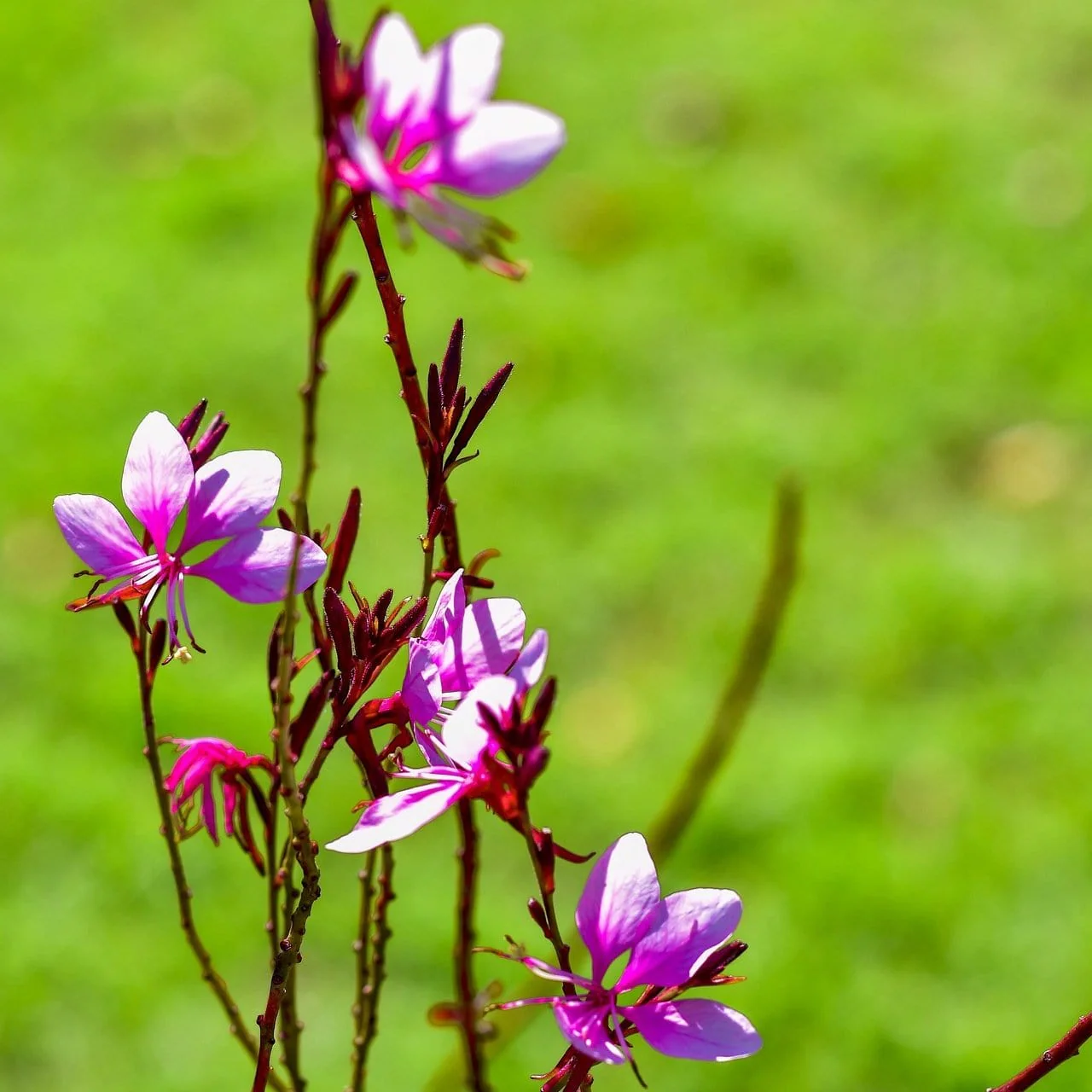 Gaura 'Gambit Variegata Rose' - Image 3