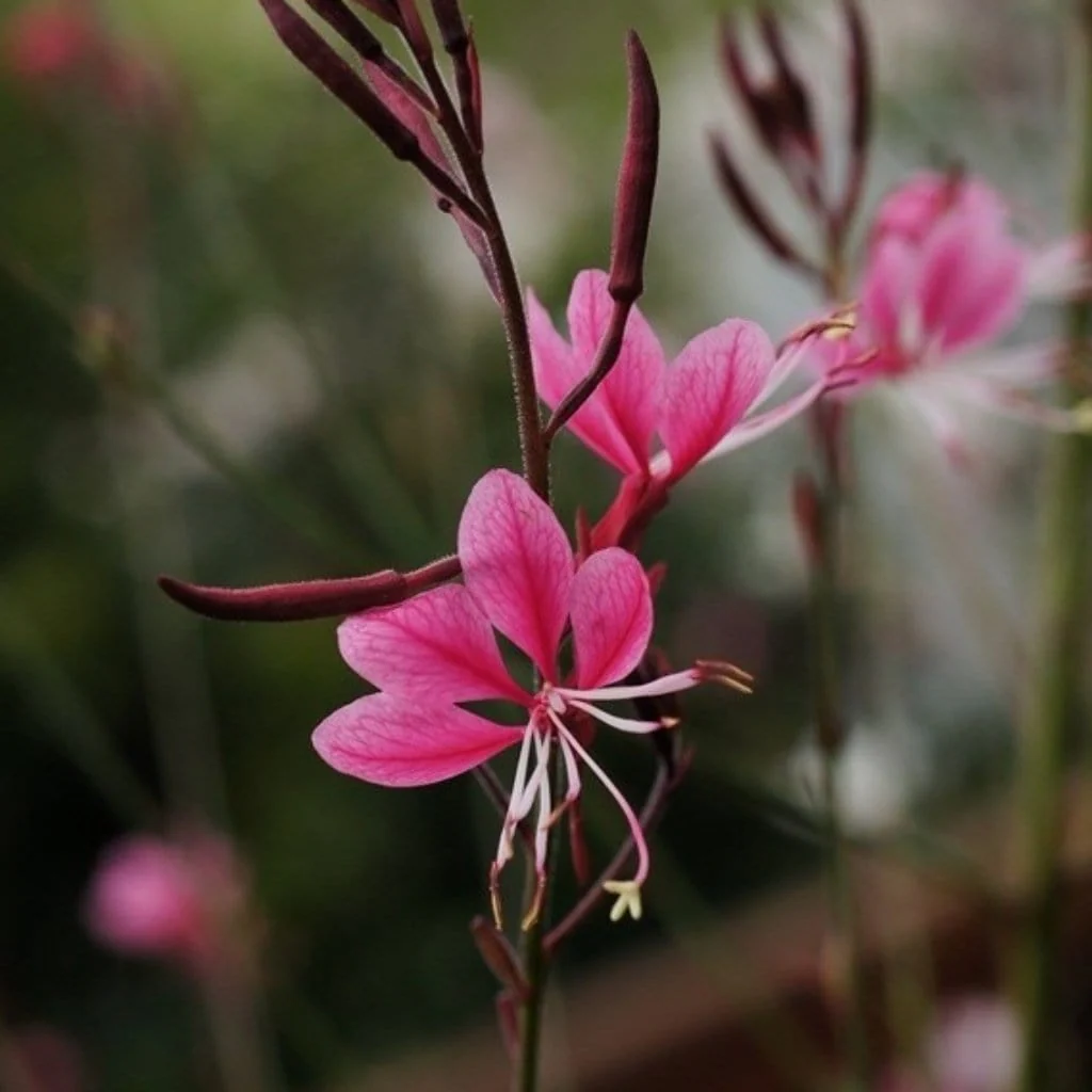 Gaura 'Gaudi Rose'