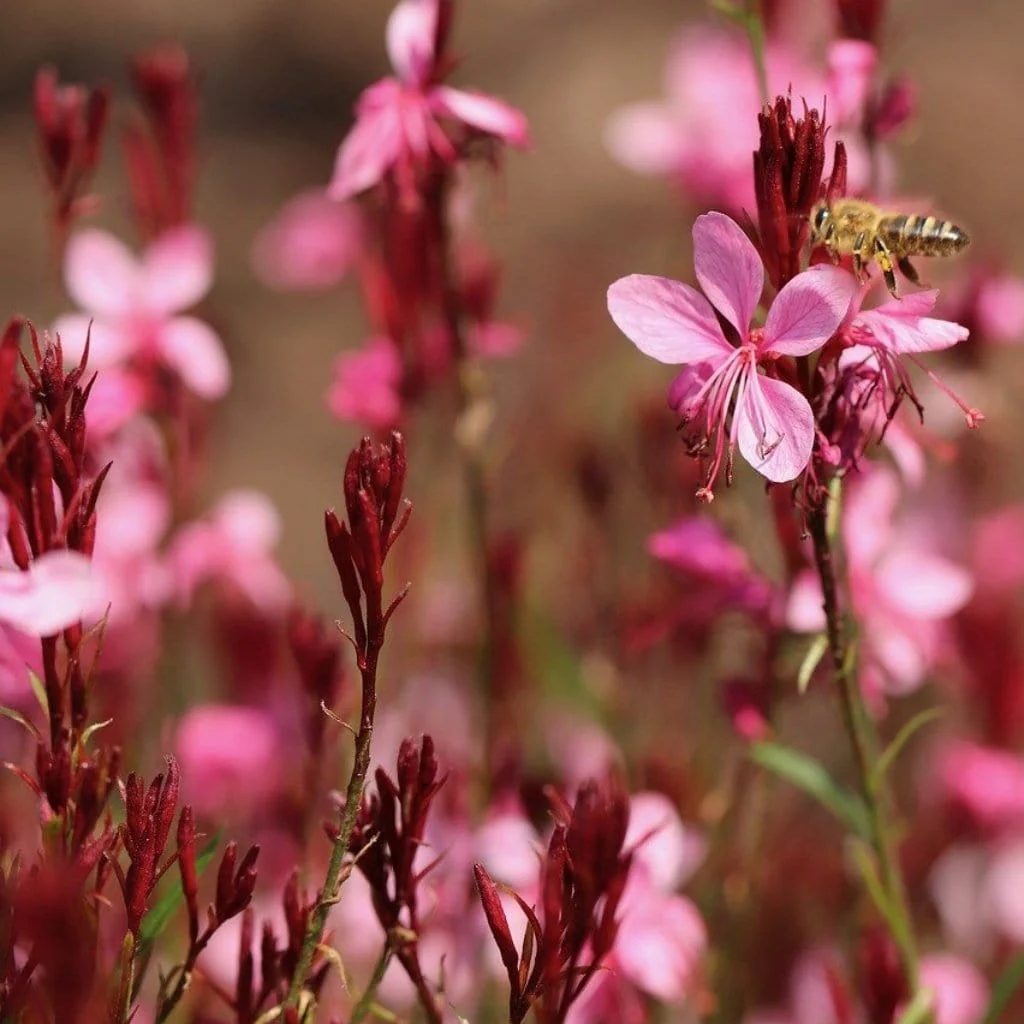 Gaura 'Gaudi Rose' - Image 2