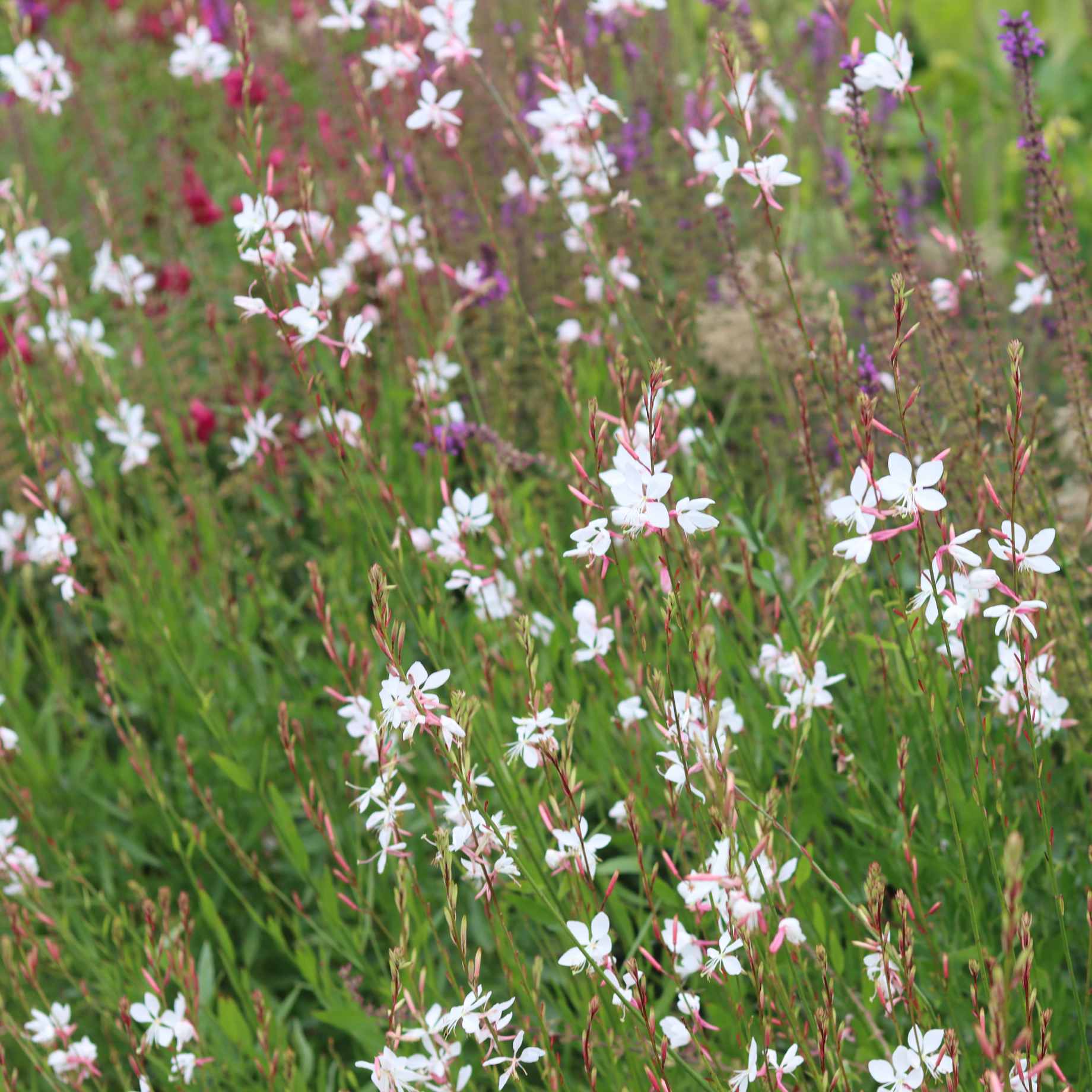 Gaura 'Whirling Butterflies'