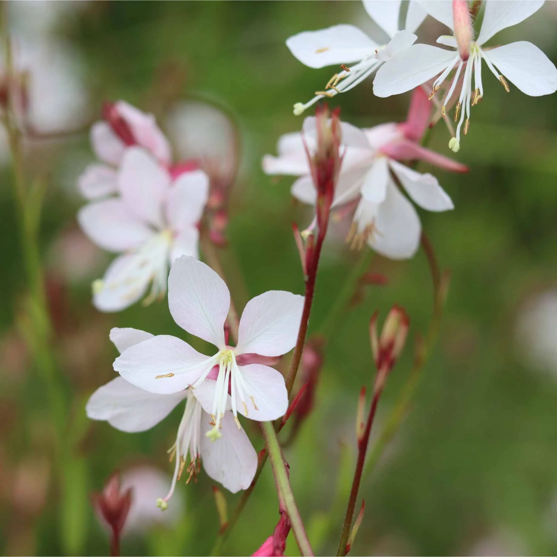 Gaura 'Whirling Butterflies' - Image 2