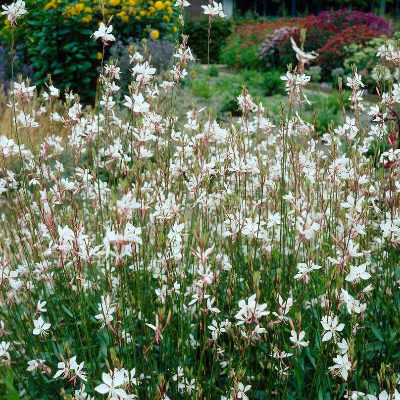 Gaura 'Whirling Butterflies' - Image 4