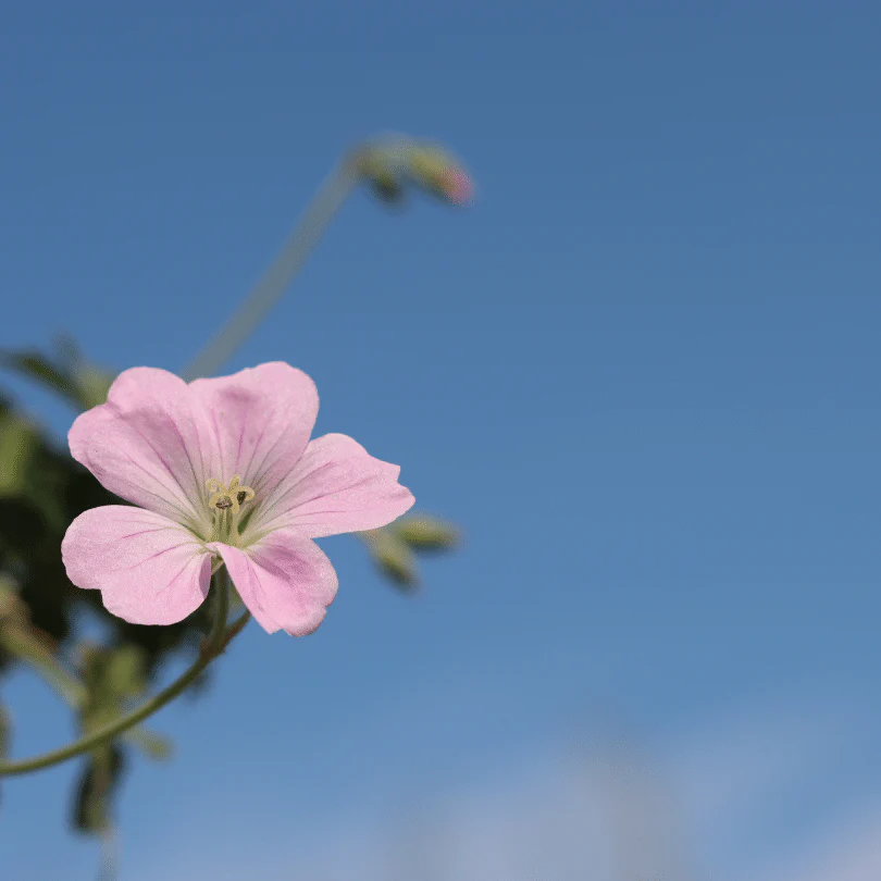 Geranium 'Dreamland' - Image 6