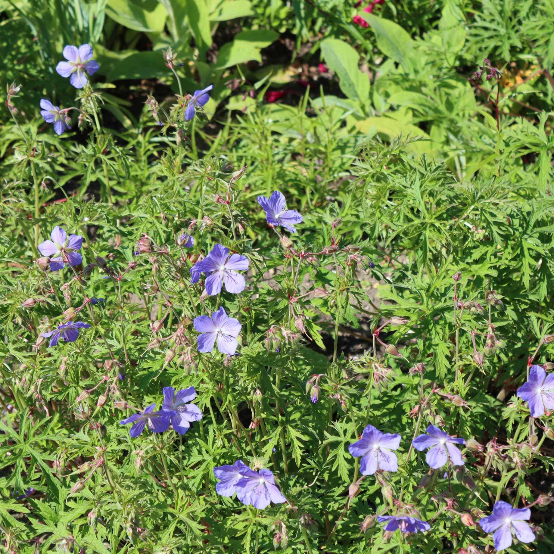 Geranium 'Rozanne' - Image 3