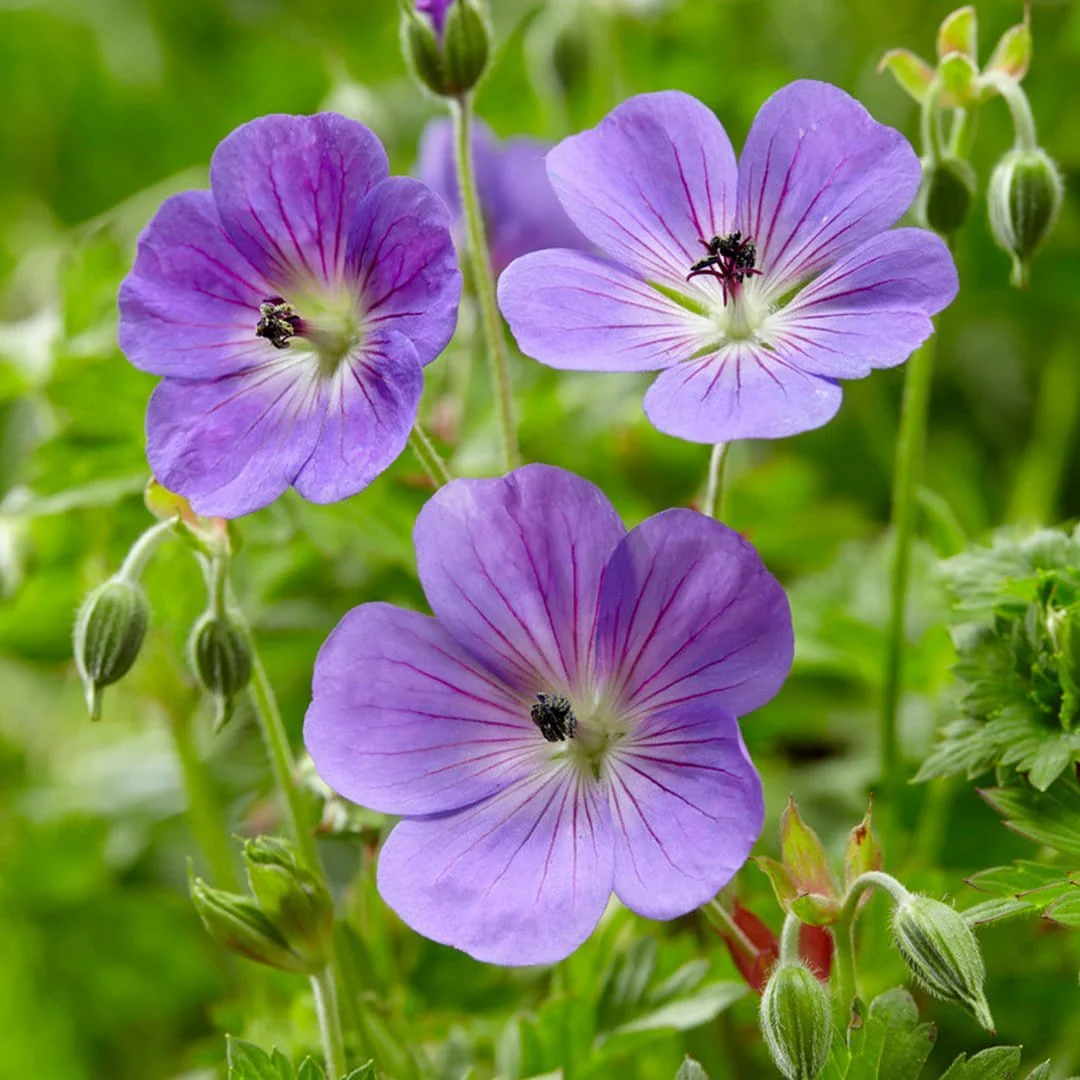 Geranium 'Rozanne' - Image 5