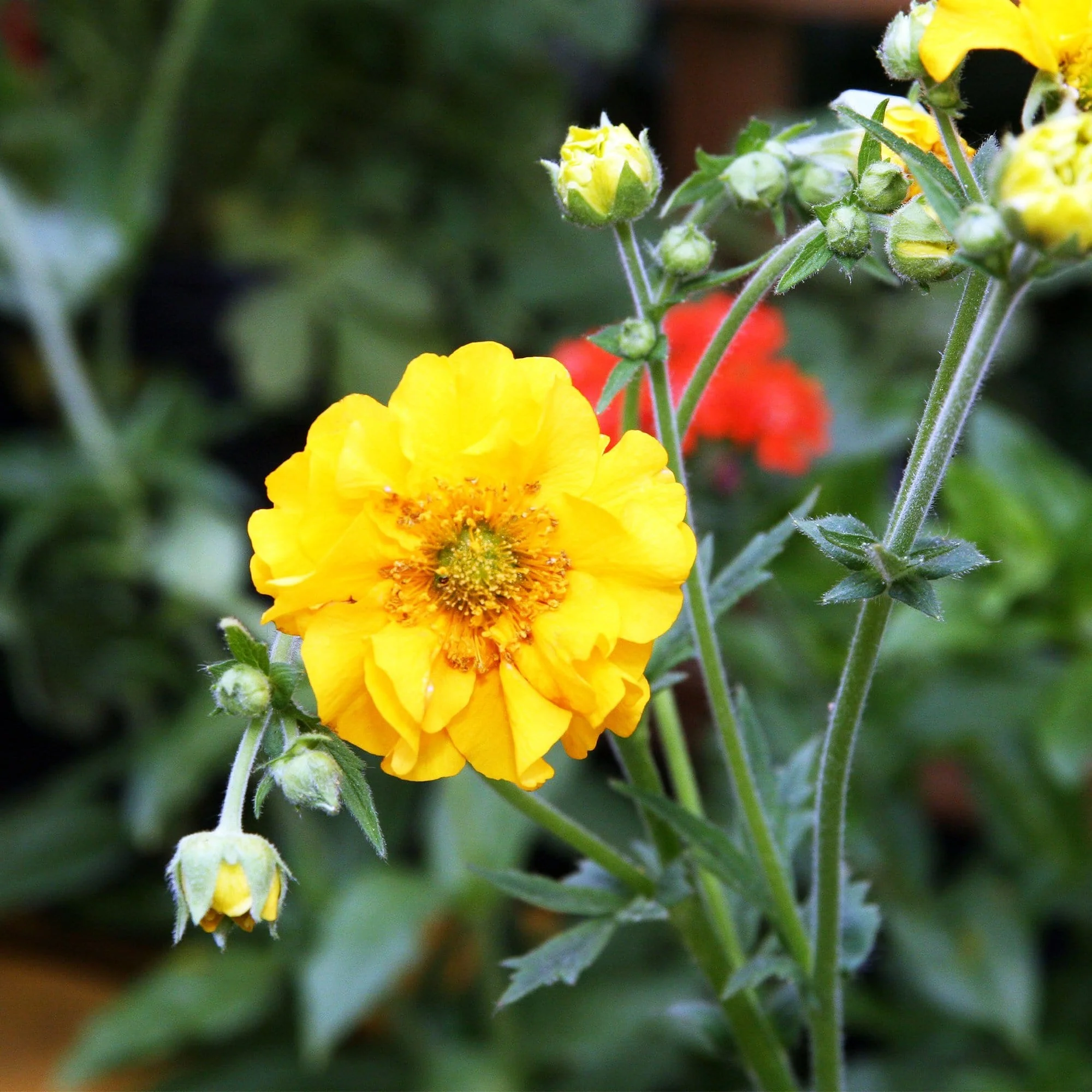 Geum 'Lady Stratheden' - Image 2