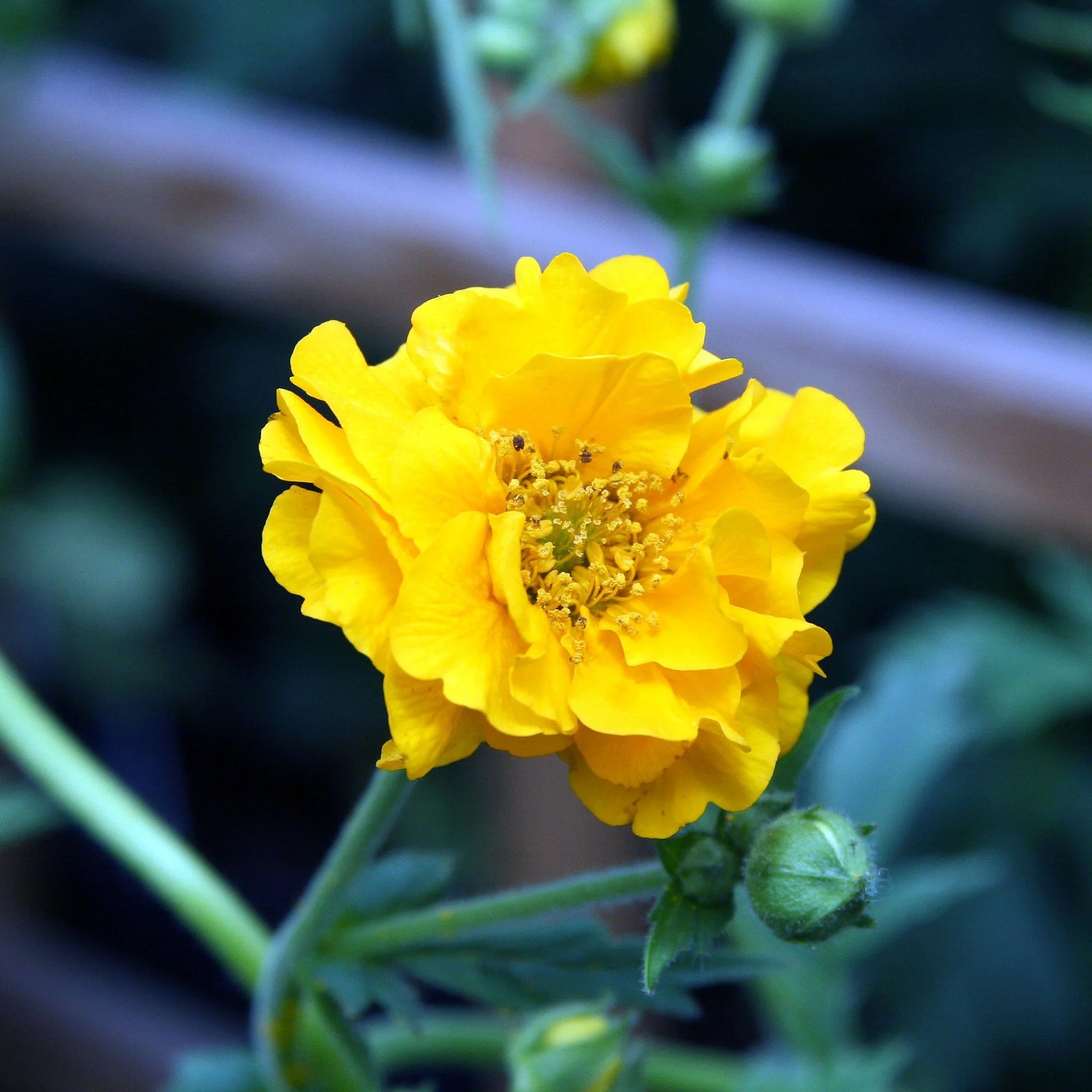 Geum 'Lady Stratheden' - Image 3