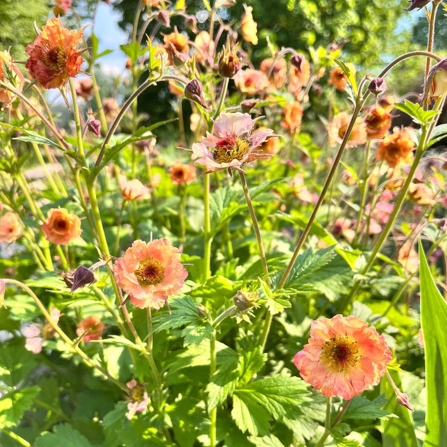 Geum 'Mai Tai' - Image 3