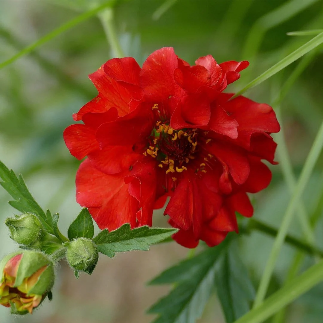 Geum 'Mrs Bradshaw' - Image 4