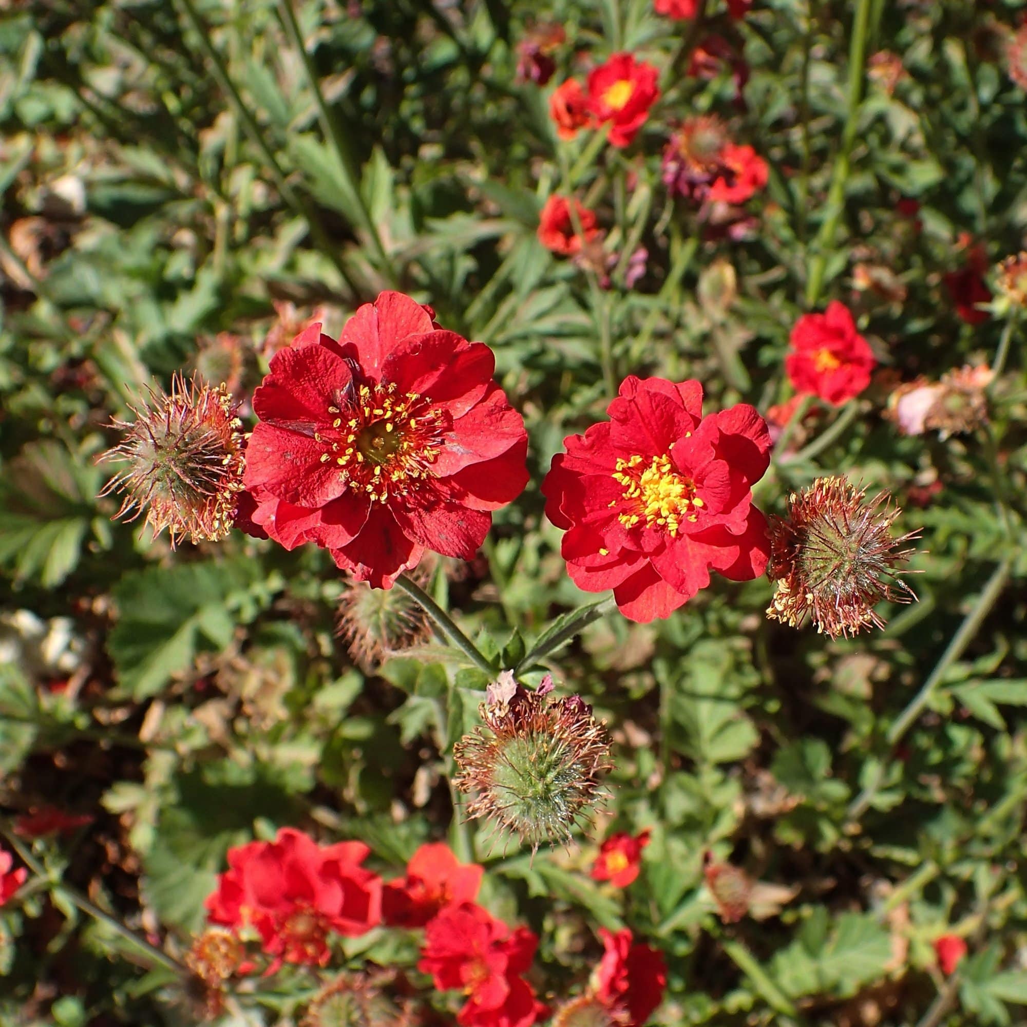 Geum 'Pink Petticoats' - Image 3