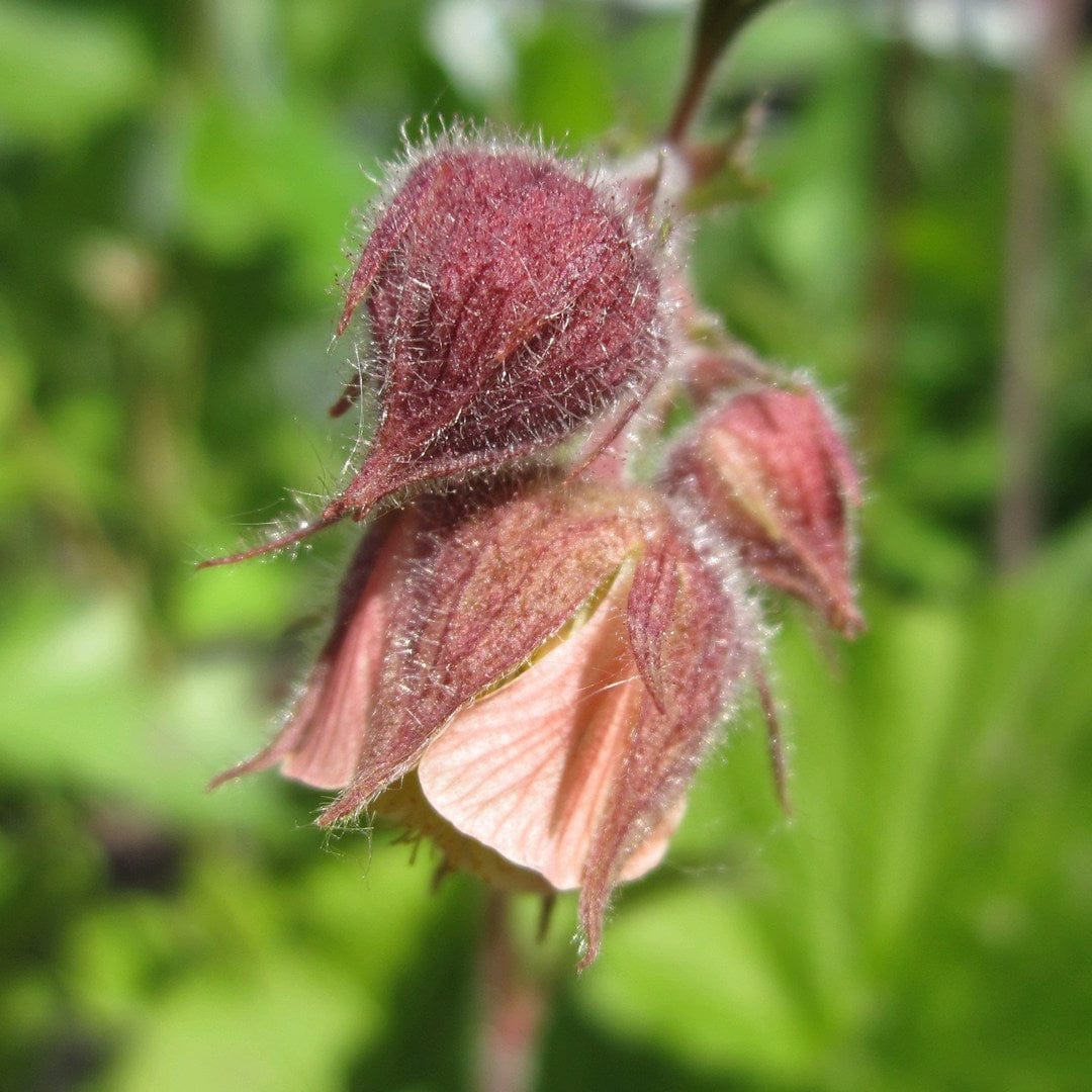 Geum rivale | Water Avens