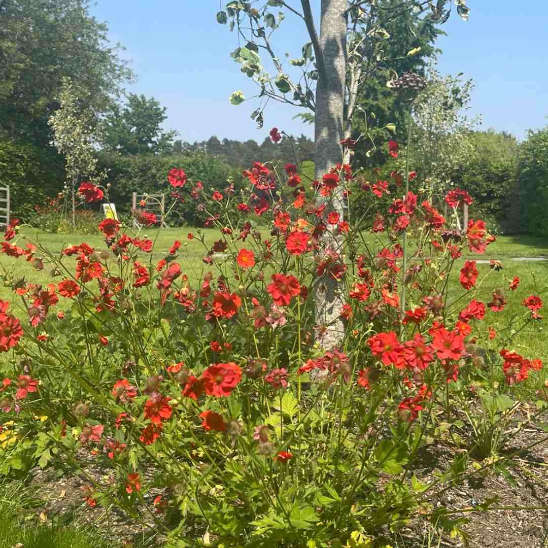 Geum 'Scarlet Tempest' - Image 3