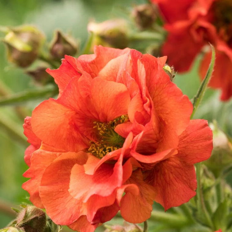 Geum 'Scarlet Tempest' - Image 4