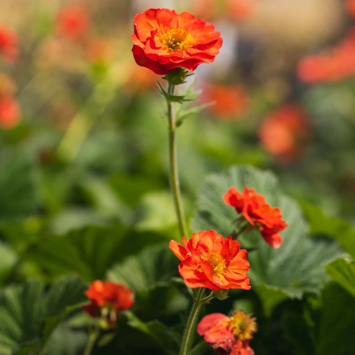 Geum 'Scarlet Tempest' - Image 5