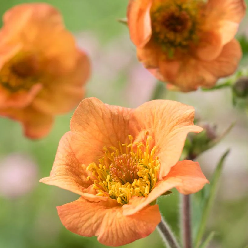 Geum 'Totally Tangerine' - Image 2