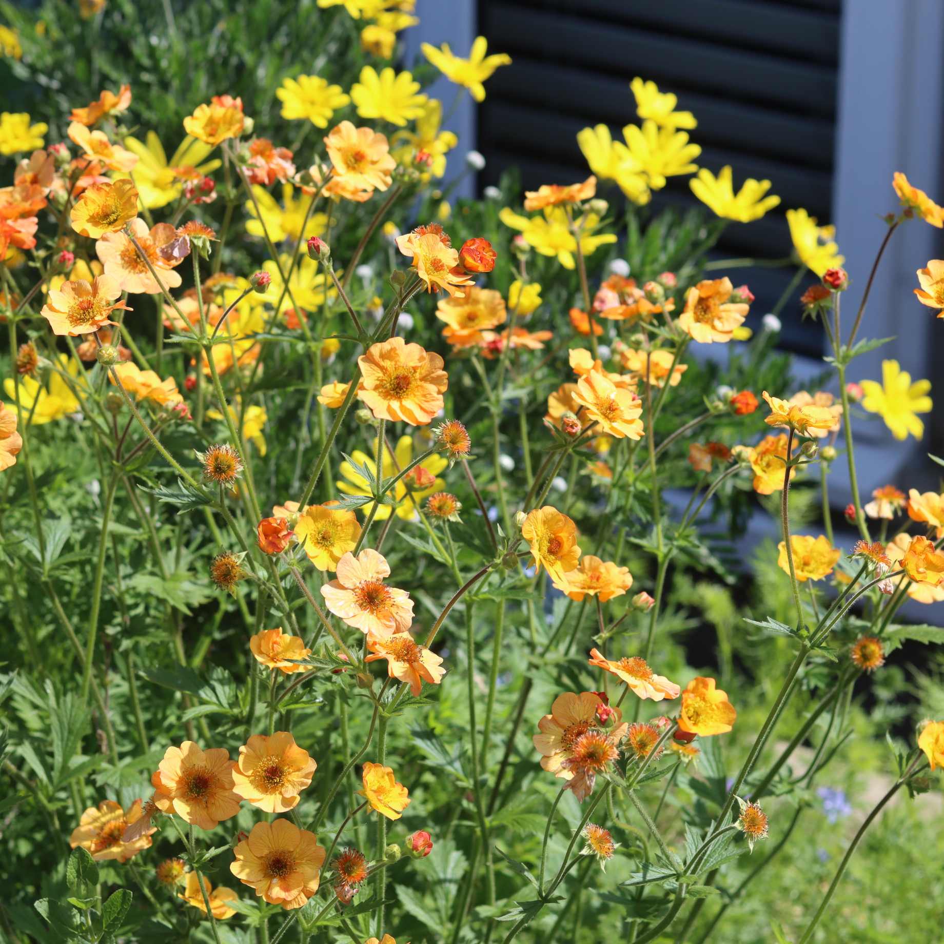 Geum 'Totally Tangerine' - Image 4