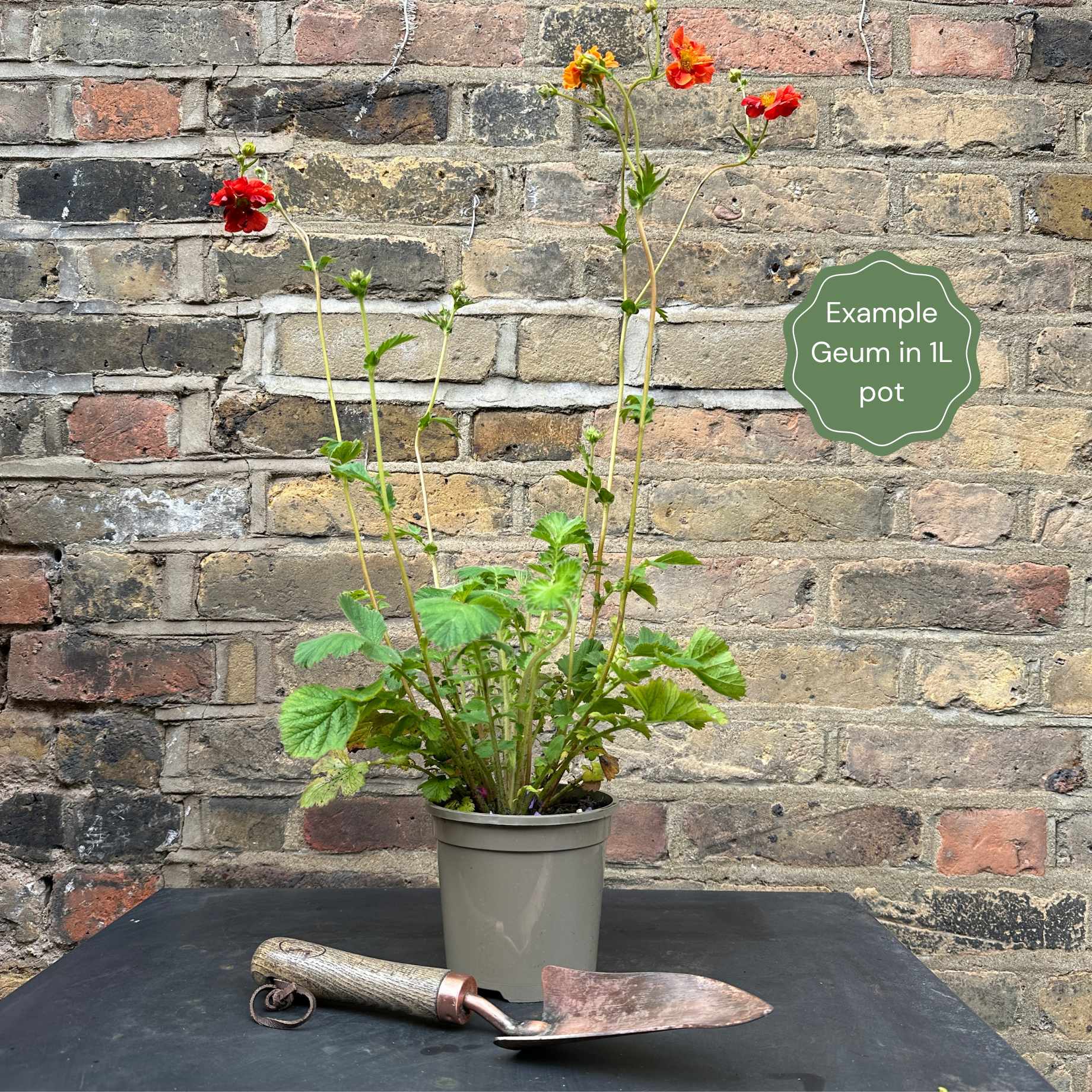 Geum 'Totally Tangerine' - Image 7
