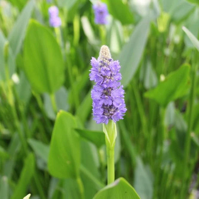 Giant Pickerel Weed