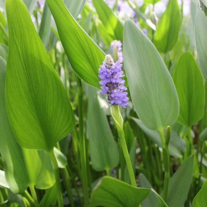 Giant Pickerel Weed - Image 2