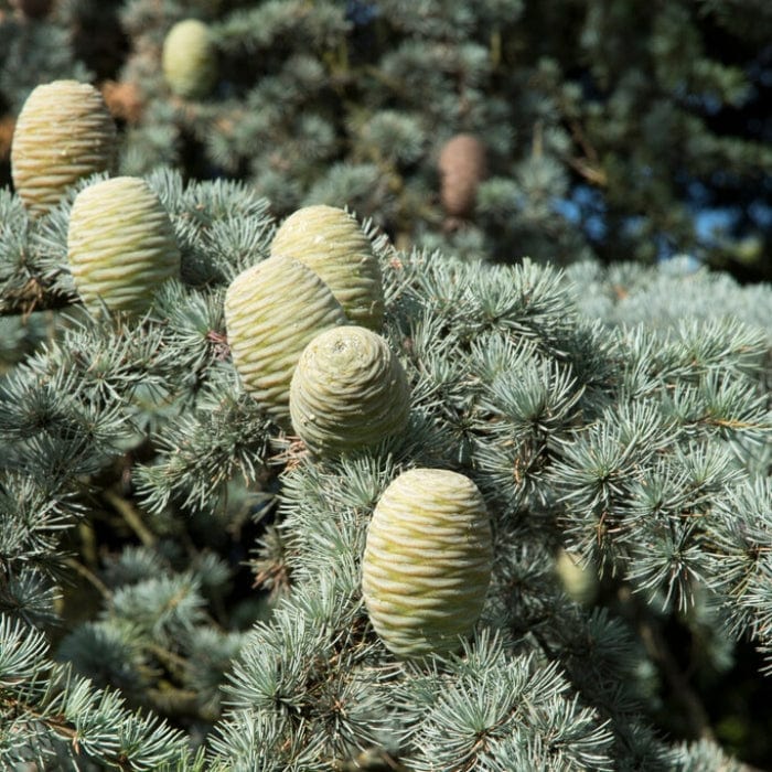 Blue Cedar Tree | Cedrus atlantica 'Glauca' - Image 3