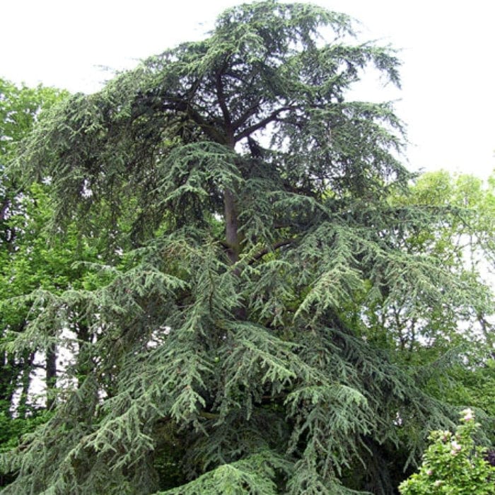 Blue Cedar Tree | Cedrus atlantica 'Glauca' - Image 4