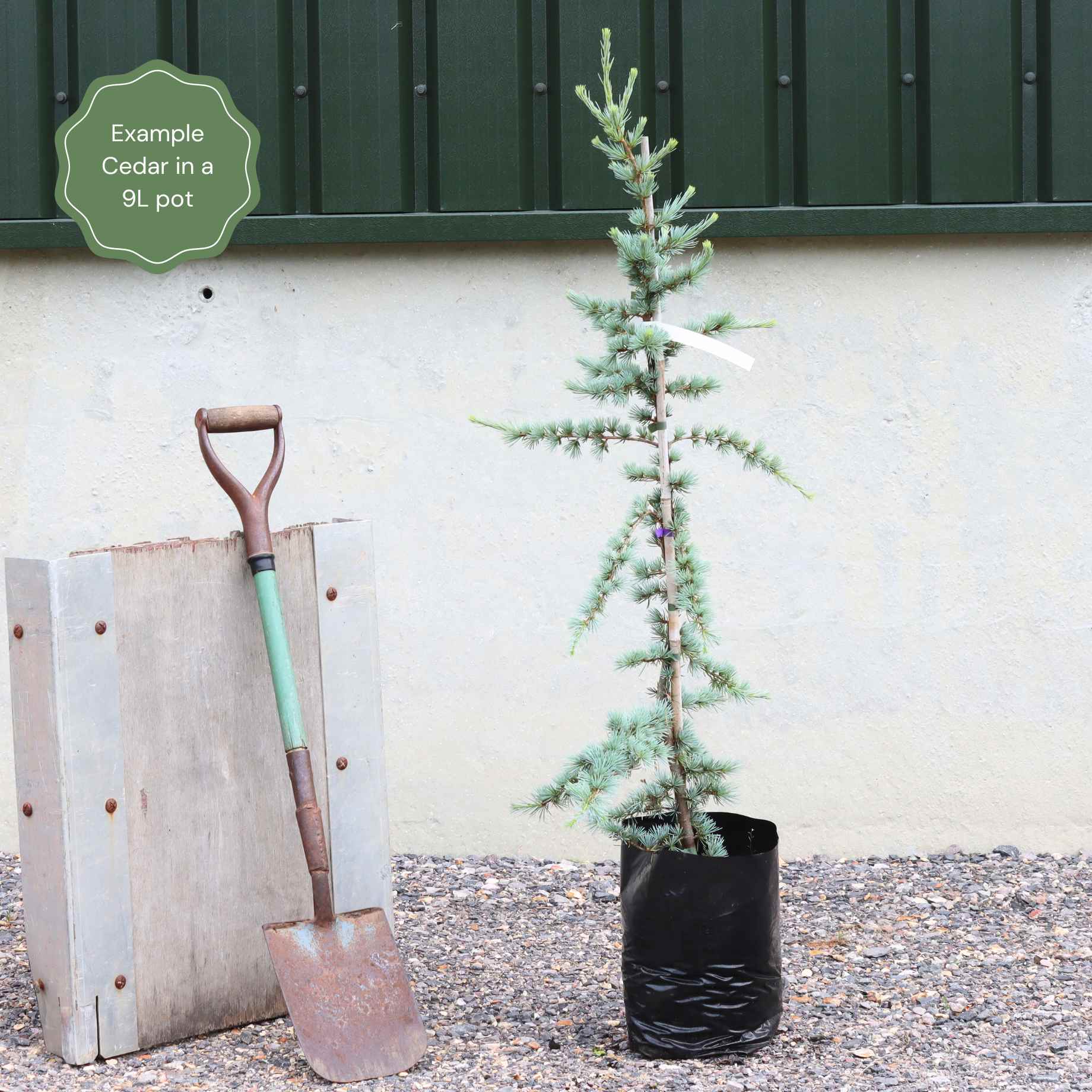 Blue Cedar Tree | Cedrus atlantica 'Glauca' - Image 5