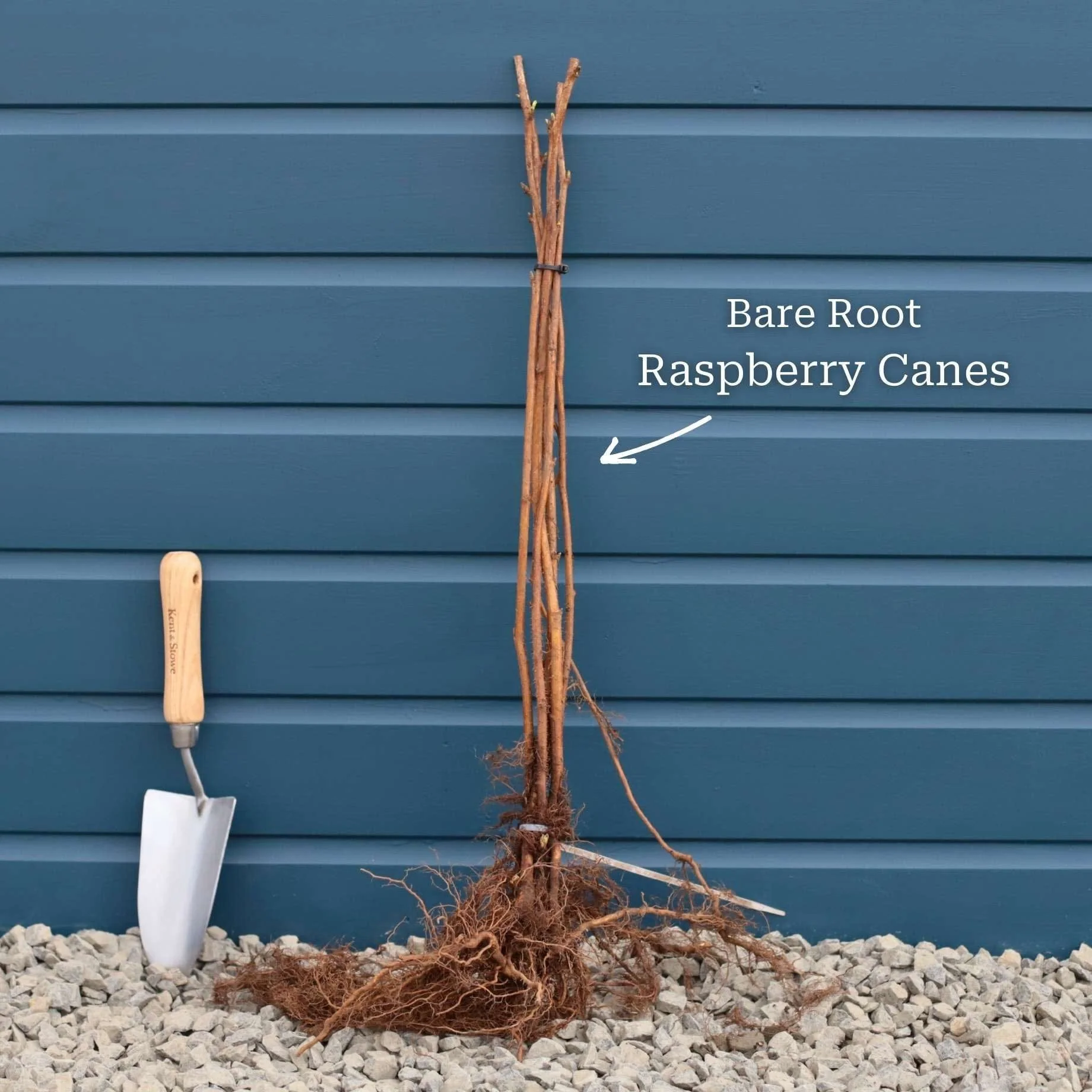 'Glen Ample' Raspberry Plants - Image 5