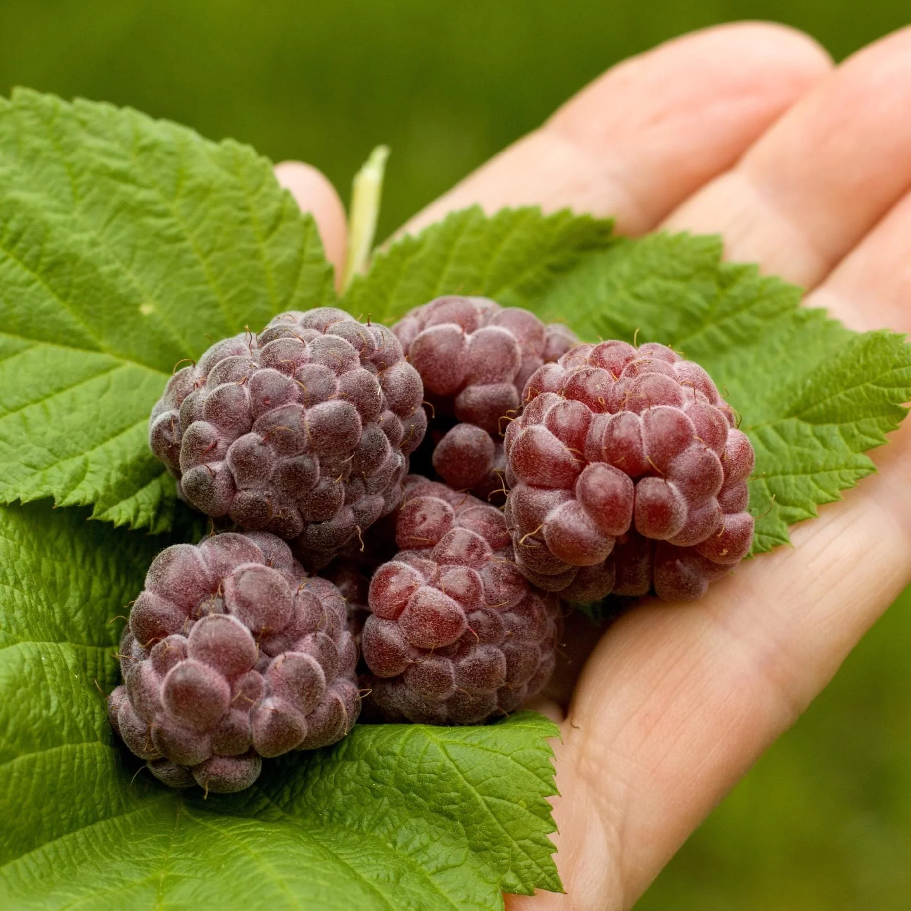 'Glencoe' Purple Raspberry Plants - Image 3