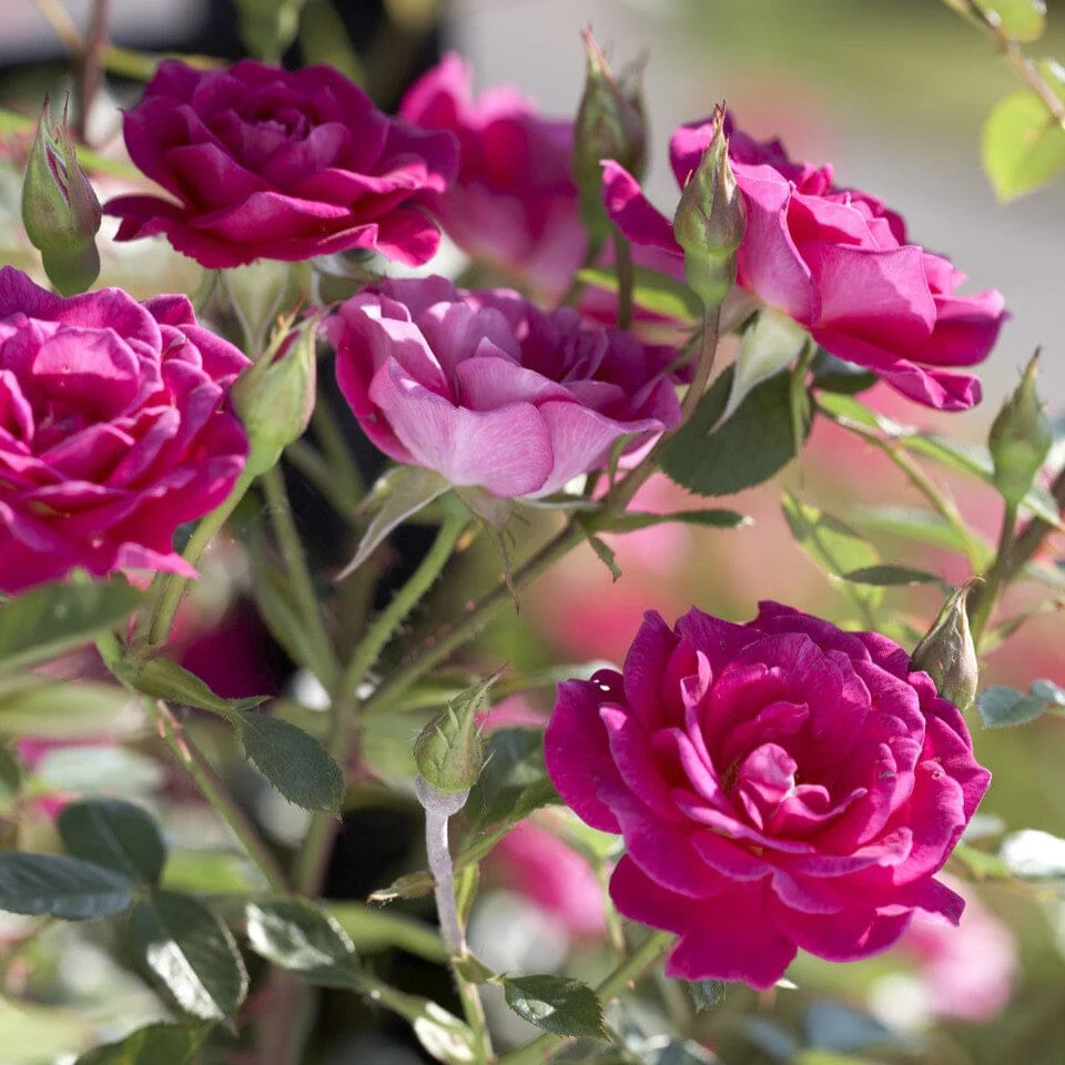 'Gloriana' Climbing Rose