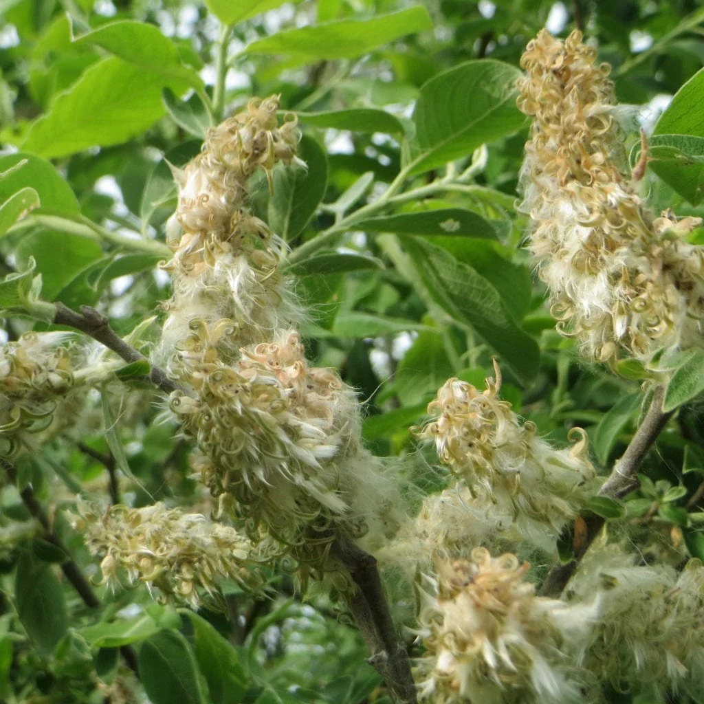 Goat Willow Hedging | Salix caprea - Image 3