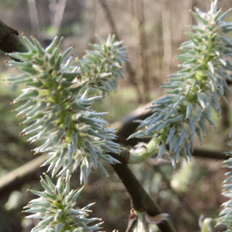 Goat Willow Hedging | Salix caprea - Image 4