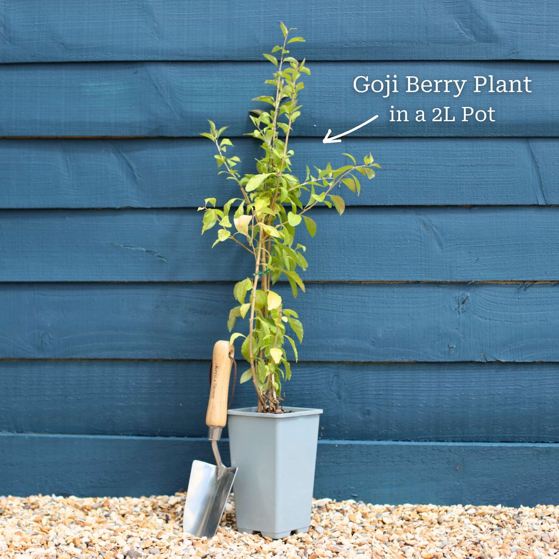 Goji Berry Plant - Image 3