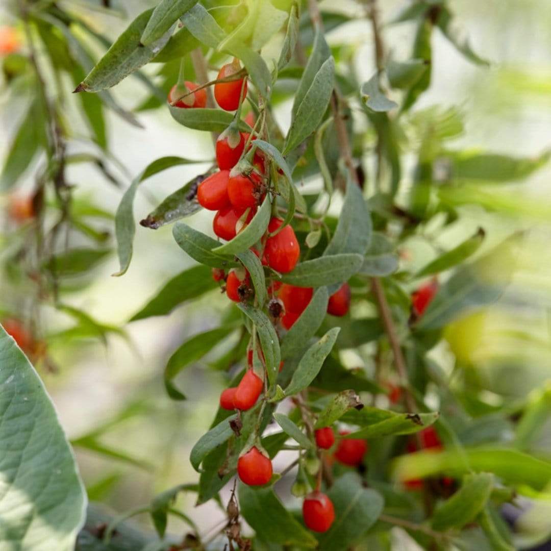 Goji Berry Plant - Image 5
